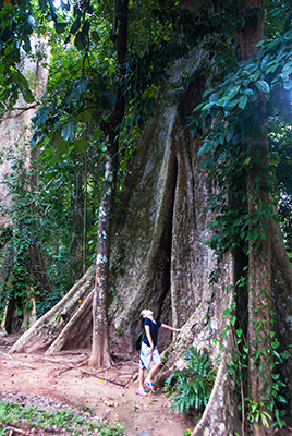 Phanom Bencha truly giant magnificent trees even in the carpark!