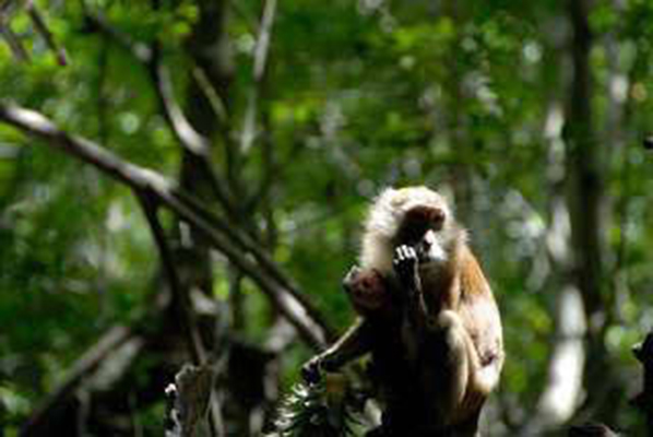 Monkey hitching a ride on  Krabi Kayak