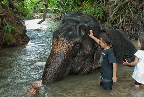 Elephants cooling off after a hard days work
