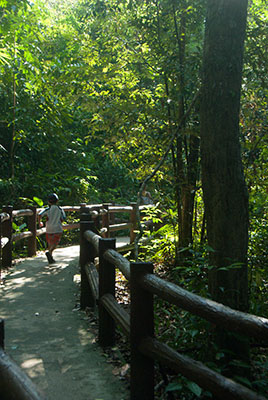 Pathway through the jungle to Emerald Pool