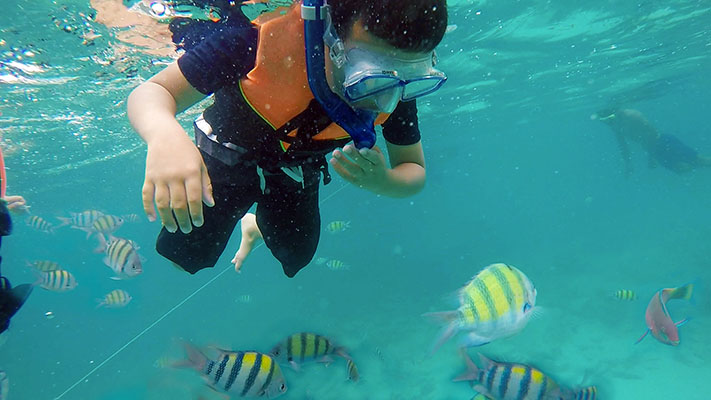 lots of fish - Snorkelling on Krabitrek Phi Phi speedboat tour