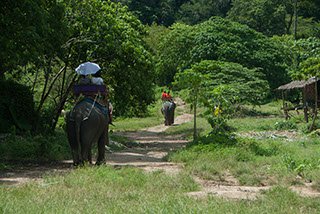 elephant-trek krabi